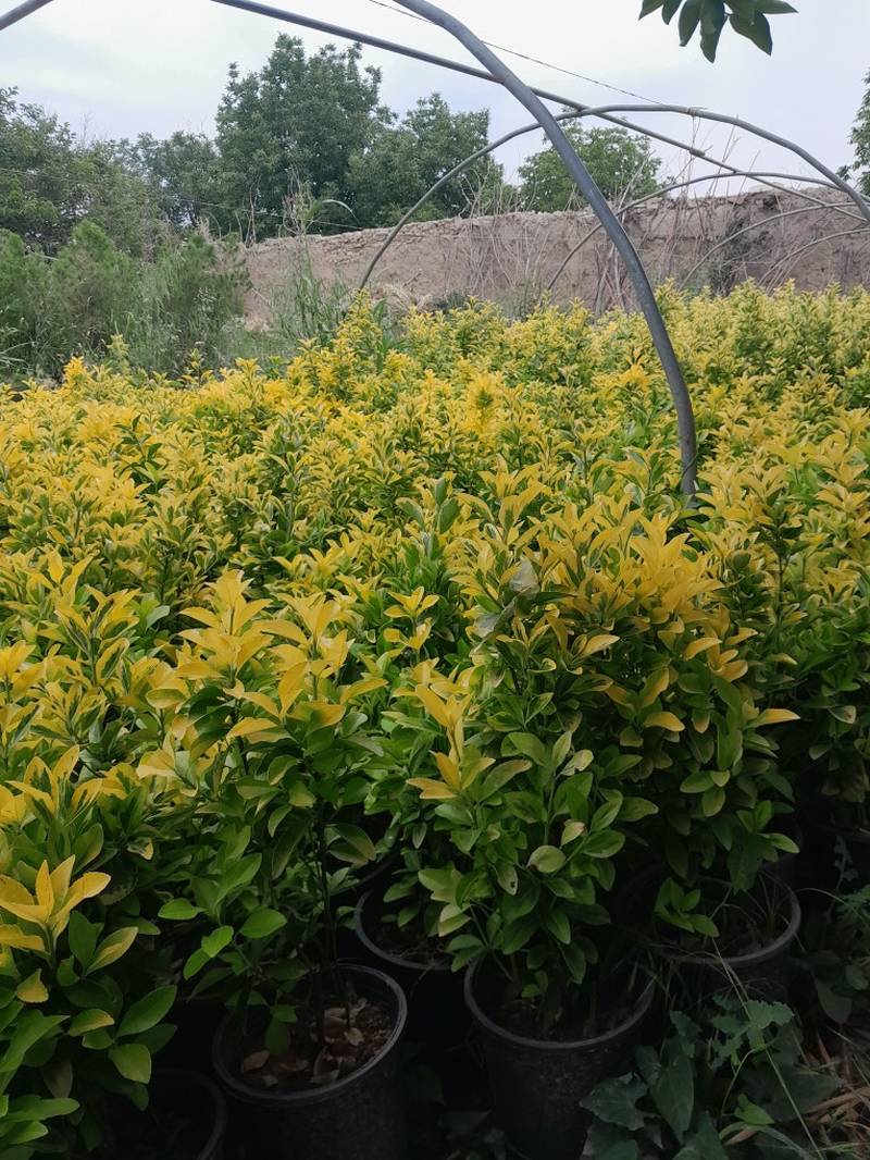 پخش عمده شمشاد طلایی با قیمت مناسب