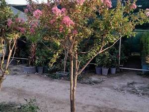 تولید عمده و تکی انواع رونده بیرونی 