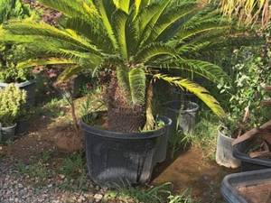 فروش درختچه تنومند در شهریار 