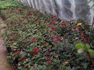 قیمت گل ساناز رونده