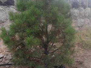 فروش عمده و تکی کاج سوزنی