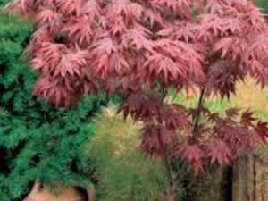 فروش عمده وتکی درخچه تزئینی افرای قرمز 
