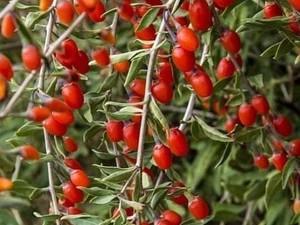 قیمت نهال گوجی بری