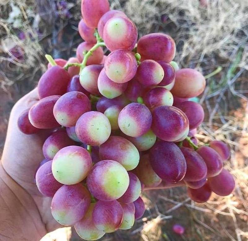 نهالستان قاصدک