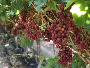 نهال انگور فلیم سیدلس