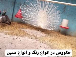 قیمت خرید طاووس سفید