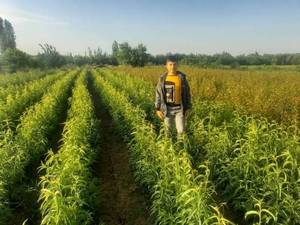 خرید نهال گلابی اصل در آذربایجان