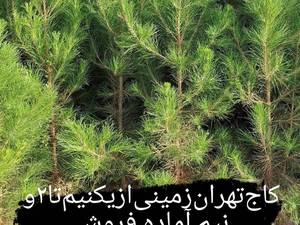 قیمت نهال کاج اماده فروش در خواف