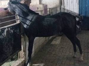 مجموعه پرورش اسب پندار