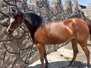 قیمت و پرورش اسب مدیان سه ساله