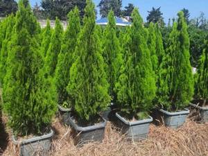 فروش انواع کامیس نوکدار در چابکسر