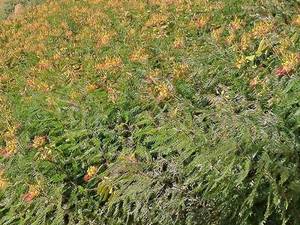 خرید عمده نهال گل ابریشم مصری در اصفهان