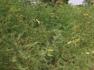 خرید عمده نهال گل ابریشم مصری در اصفهان