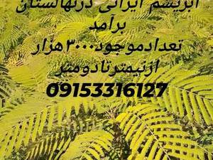 تولید فروش نهال در  نیشابور