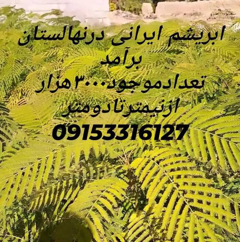 تولید فروش نهال در نیشابور