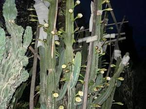 چگونگی نگهداری و خرید کاکتوس
