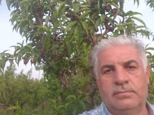 خرید نهال شلیل در ارومیه