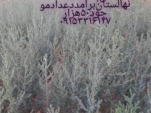 نهال سرو شیراز