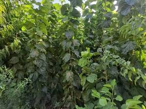 خرید نهال توت ژاپنی