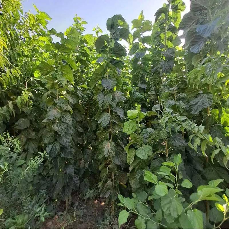خرید نهال توت ژاپنی
