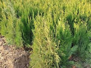 خرید نهال سرو خمرای اصل