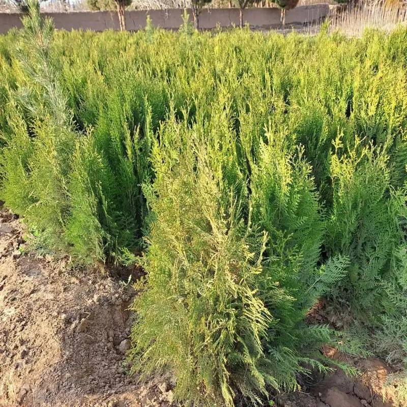 خرید نهال سرو خمرای اصل