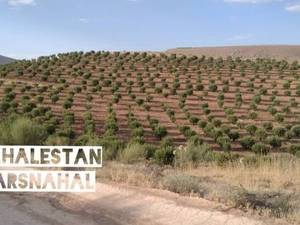 نهالستان بادام در فارس