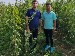 نهالستان برگ سبز در میاندوآب