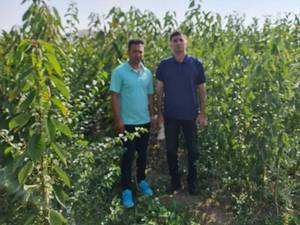 نهالستان برگ سبز در میاندوآب