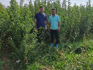 نهالستان برگ سبز در میاندوآب