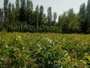 کاشت نهال پیوندی در میاندوآب
