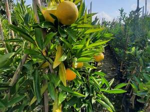 قیمت نهال پرتقال خونی