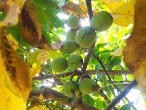 پیوندک های گردو چندلر و فرنور