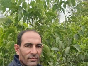 نهال‌ گردو پیوندی