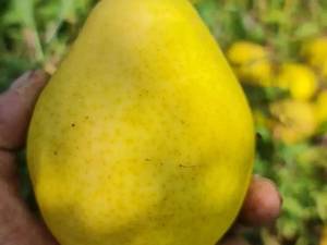 گلابی رقم دوشیز