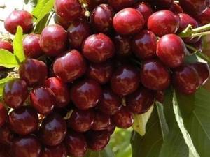 گیلاس رقم لاپنیز