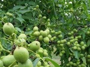 نهال گردو هاوارد