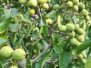 نهال گردو چندلر