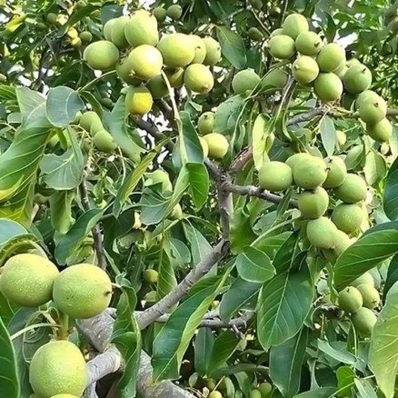 نهال گردو چندلر