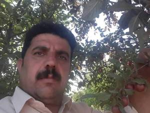 فروش نهال آلوی خاکی خونی