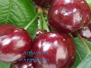 فروش عمده نهال گیلاس تکدانه در شیراز