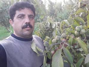 نهال گردو چندلر با مقاومت قوی در اذربایجان غربی