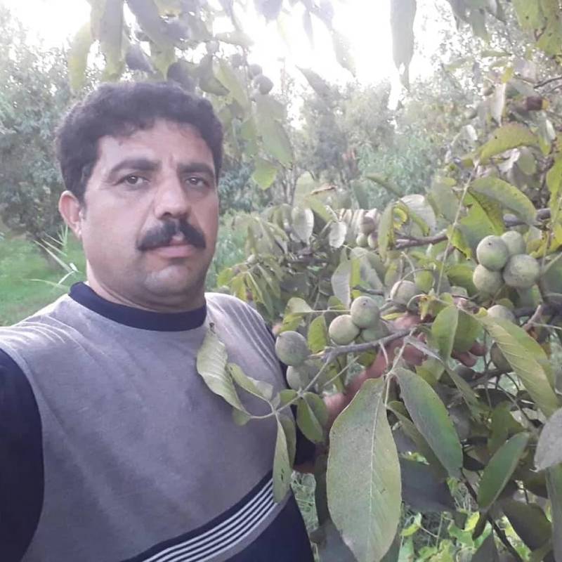 نهال گردو چندلر با مقاومت قوی در اذربایجان غربی