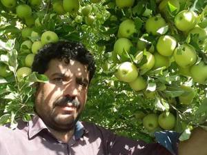 خرید و قیمت عمده نهال سیب با کیفیت درتبریز