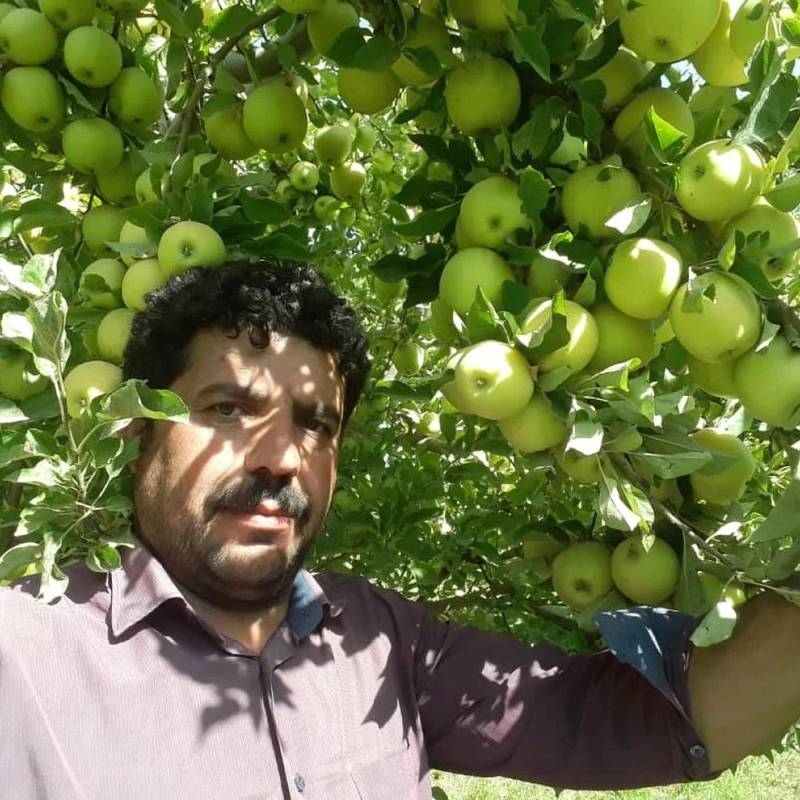 خرید و قیمت عمده نهال سیب با کیفیت درتبریز