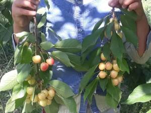 خرید نهال گیلاس تکدانه موزی