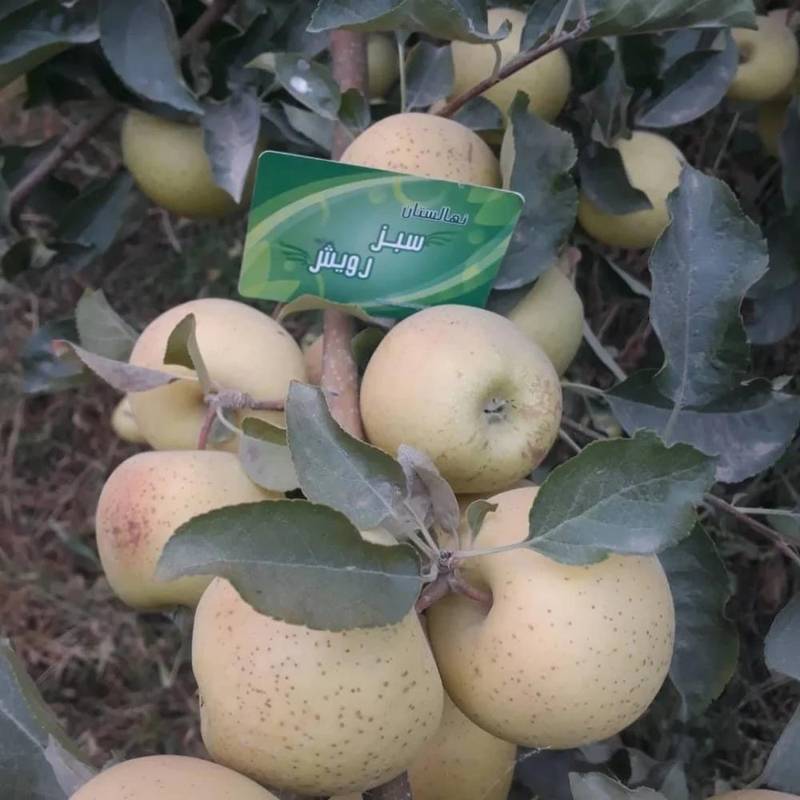 تولید نهال هلو در همدان