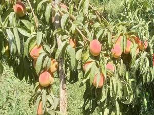 خرید نهال زردآلوی عسکر اباد در شیراز