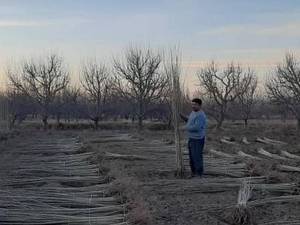 خرید نهال انواع صنوبر و قلمه کبوده دراذربایجان غربی