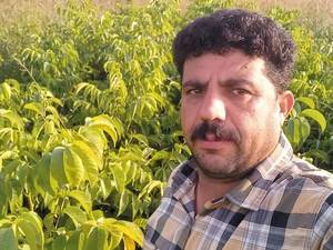 نهال گردوی یکساله در اذربایجان غربی